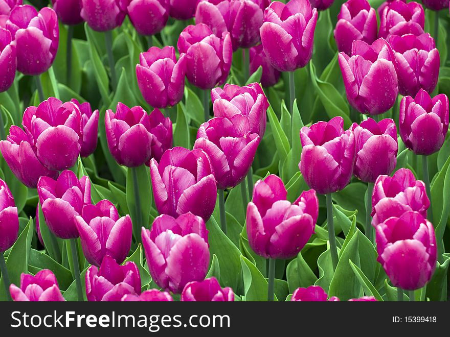 Carpet of blooming violet tulips. Carpet of blooming violet tulips.