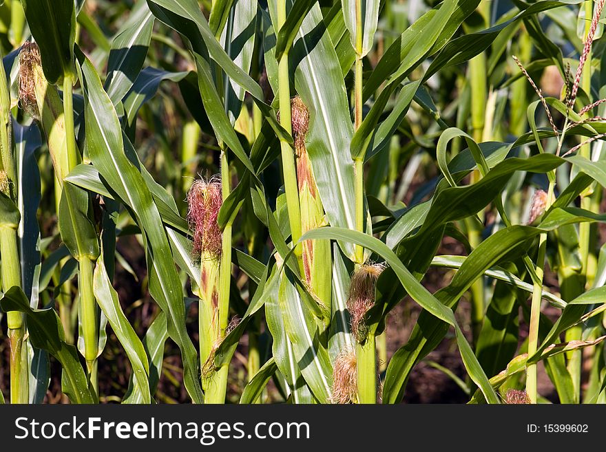 Summer Time,Young Corn on the Cob .