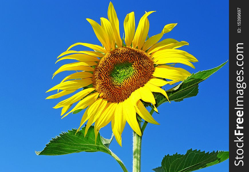 One  sunflower and blue sky