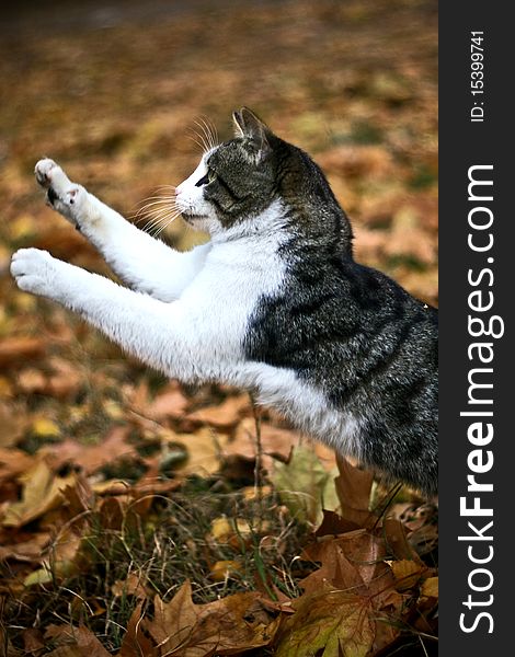 Cat jumping against natural background
