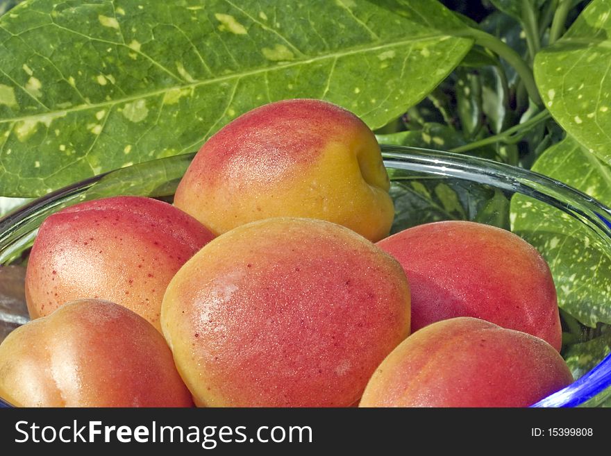A close up of fresh apricots in a glass bowl. A close up of fresh apricots in a glass bowl