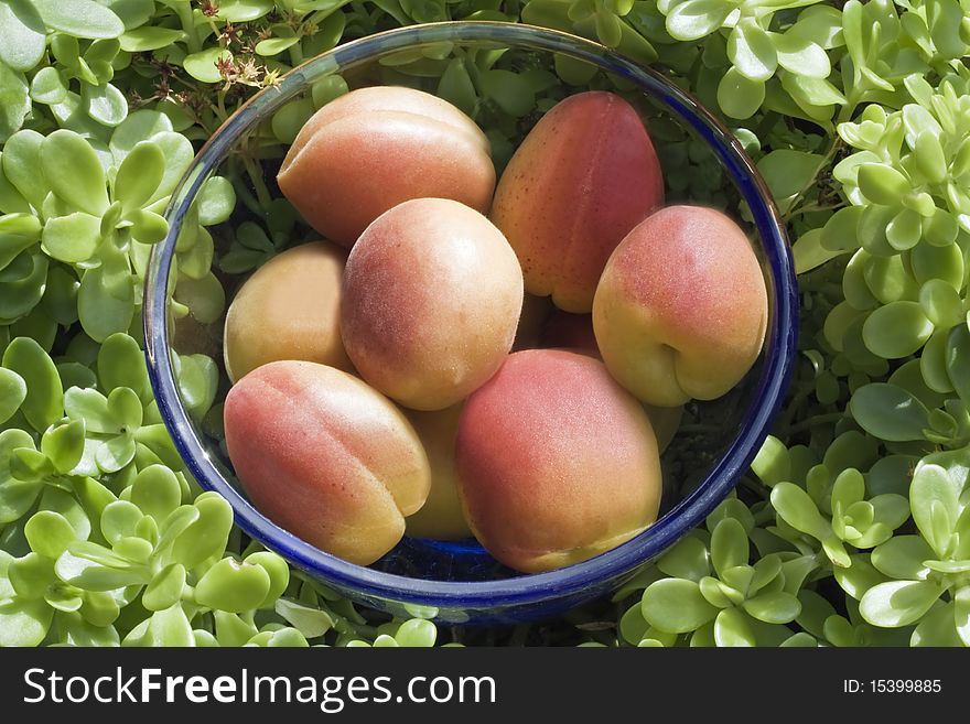 A close up of fresh apricots in a glass bowl