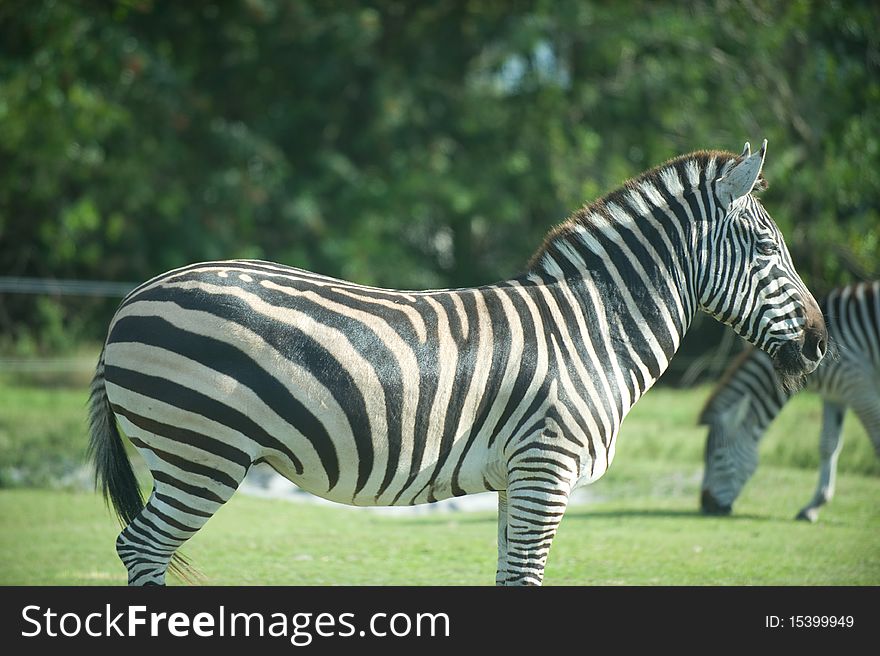 Zebras standing and eating outdoors in the green grass