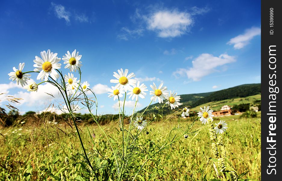 Summer Landscape with white chamomile. Summer Landscape with white chamomile