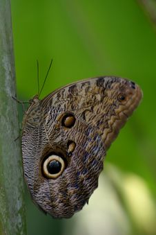 Owl Butterfly (Caligo Memnon) Royalty Free Stock Image Owl Butterfly (Caligo Memnon) Royalty Free Stock Image