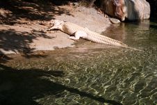 White Alligator Stock Photography White Alligator Stock Photography