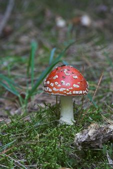 Toadstool Royalty Free Stock Photos Toadstool Royalty Free Stock Photos