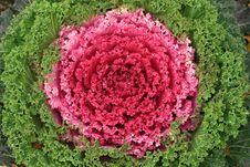 Red Cabbage Or Brassica Oleracea. Royalty Free Stock Photos