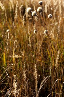 Wild Mountain Plants Stock Photography Wild Mountain Plants Stock Photography