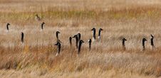 Confused Canada Geese Stock Photography Confused Canada Geese Stock Photography