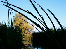 Sedge Over Blue Sky Stock Photography Sedge Over Blue Sky Stock Photography