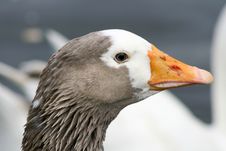 Goose Close Up Stock Photography Goose Close Up Stock Photography