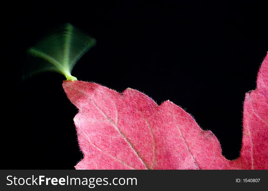 An inch worm moving back and forth on an autumn leaf. An inch worm moving back and forth on an autumn leaf