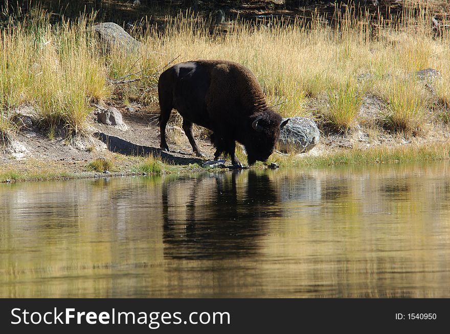 Buffalo in Yellowstone National Park drinking out of the river. Buffalo in Yellowstone National Park drinking out of the river