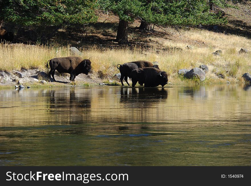 Buffalo in Yellowstone National Park drinking out of the river. Buffalo in Yellowstone National Park drinking out of the river