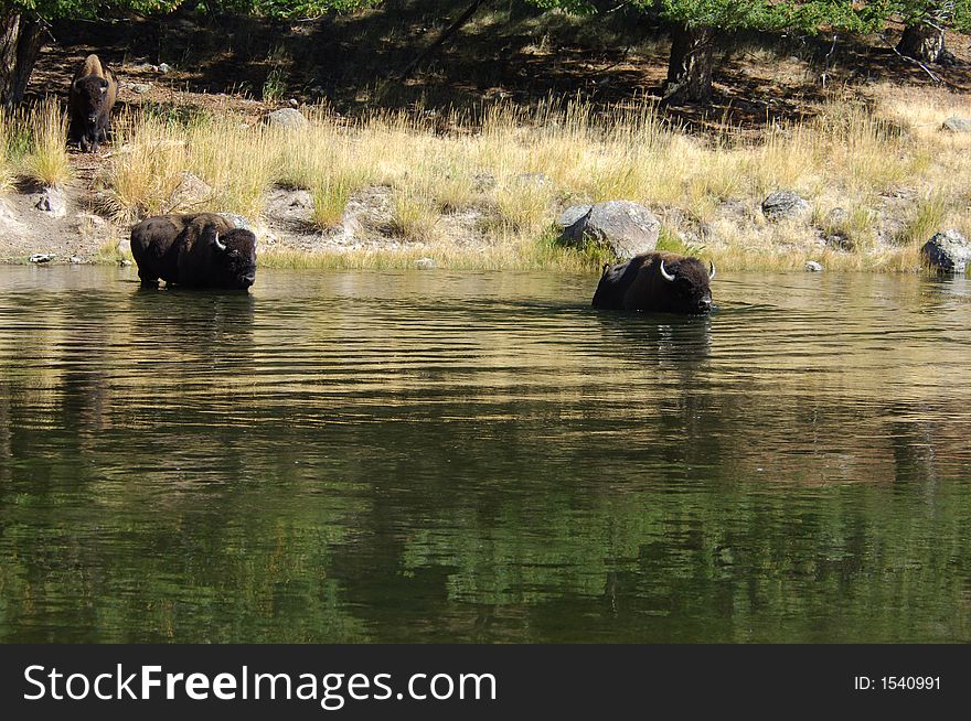 Buffalo in Yellowstone National Park swimming across the river. Buffalo in Yellowstone National Park swimming across the river
