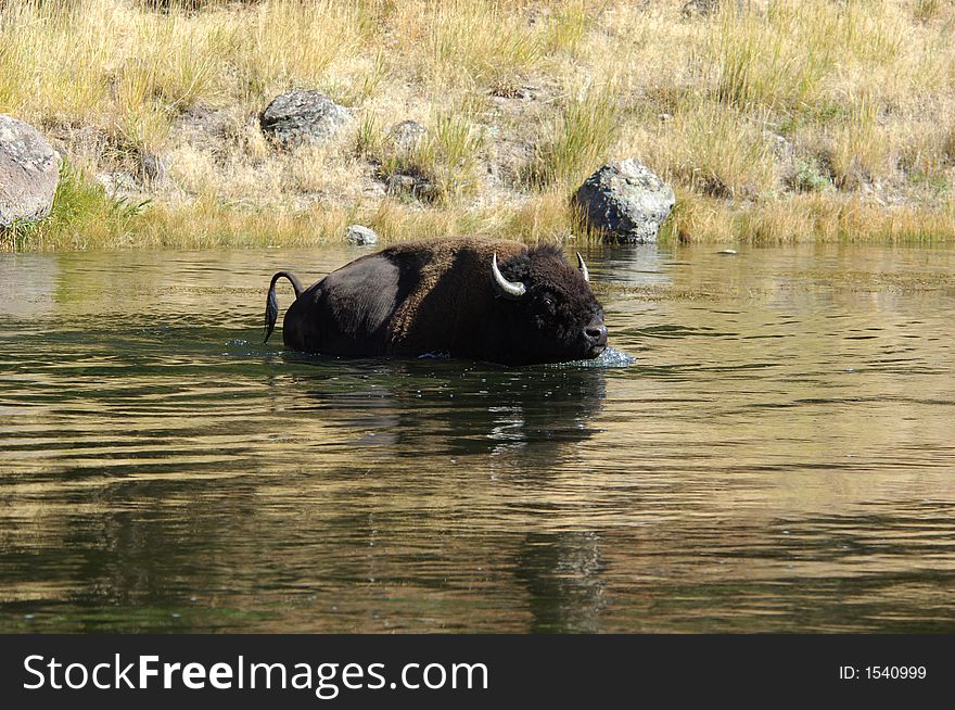 Buffalo in Yellowstone National Park swimming across the river. Buffalo in Yellowstone National Park swimming across the river