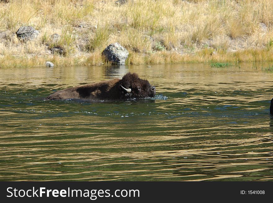 Buffalo in Yellowstone National Park swiming across the river. Buffalo in Yellowstone National Park swiming across the river