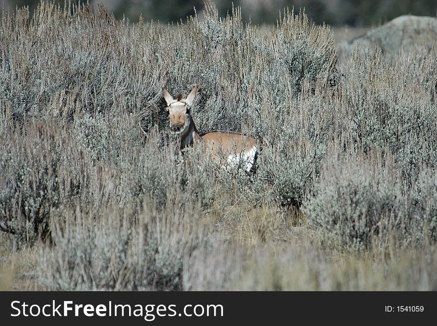 Baby Pronghorn Antelope