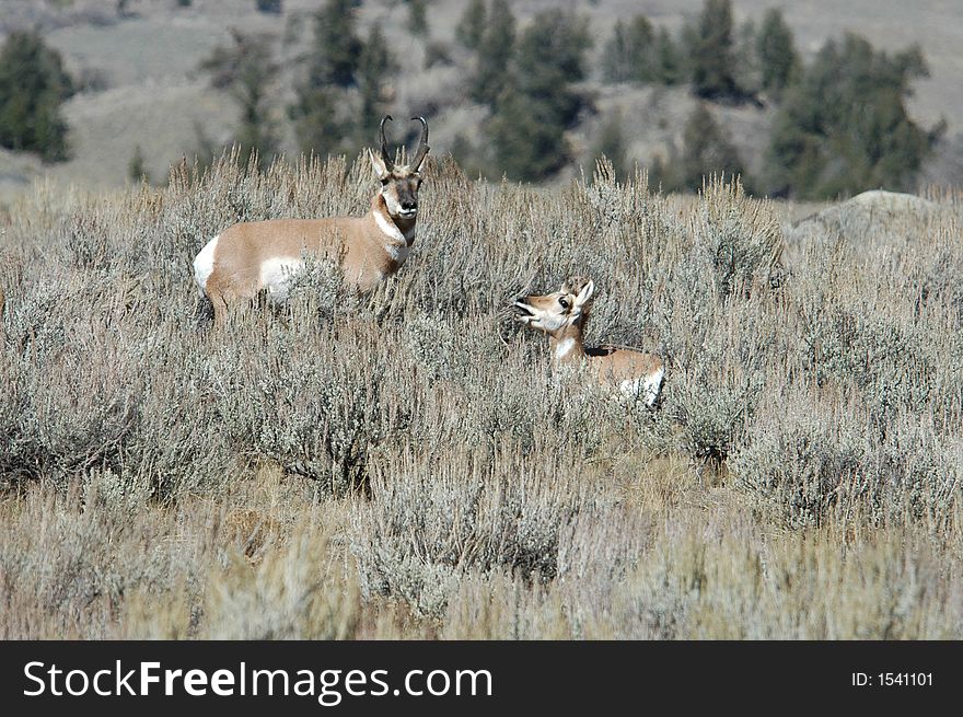 A Beautiful Pronghorn Antelope standing in a field with a young pronghorn standing by it's side. A Beautiful Pronghorn Antelope standing in a field with a young pronghorn standing by it's side