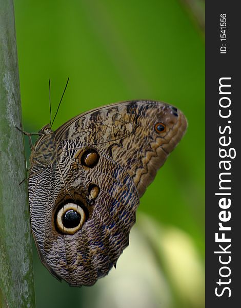 Stock Photo of an Owl Butterfly (Caligo memnon)