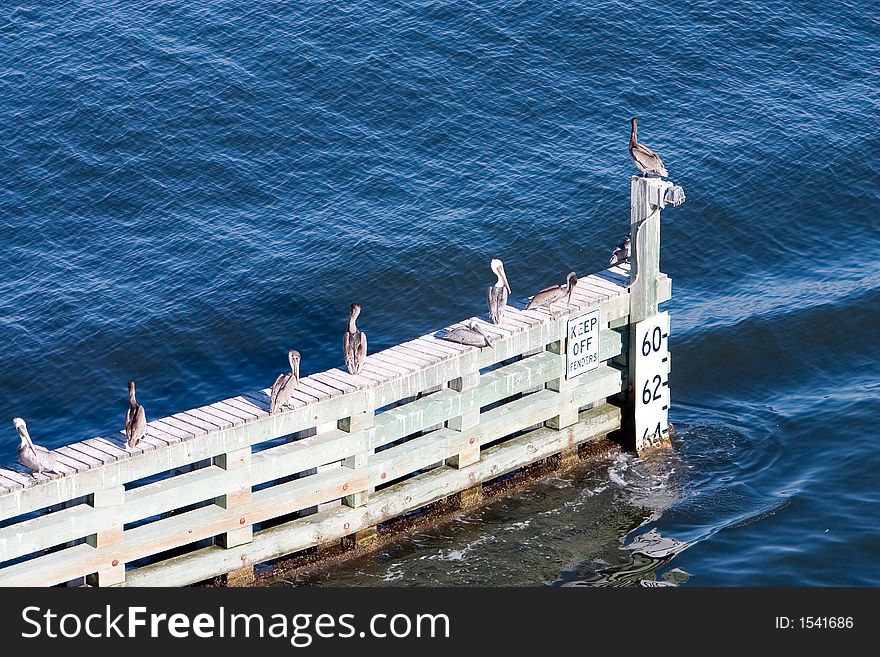 Florida Brown Pelicans perched on bridge fender