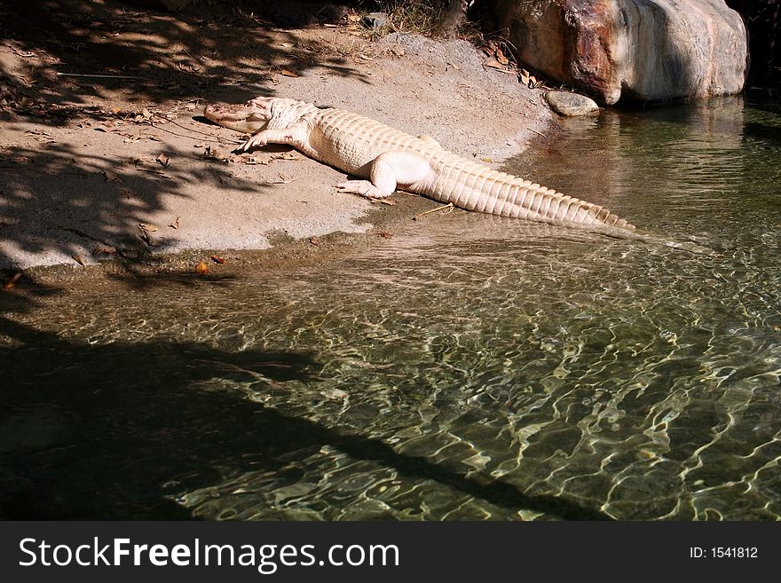 Very rare and unusual white alligator.  The alligator is not actually white but is lacking pigment.