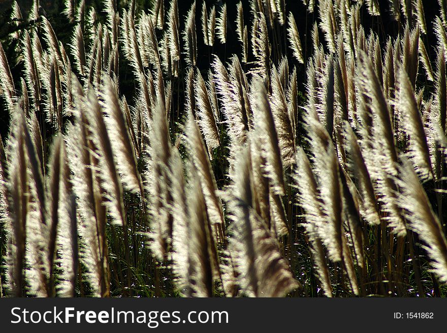 Wind Blown Coastal Meadow Plants. Wind Blown Coastal Meadow Plants