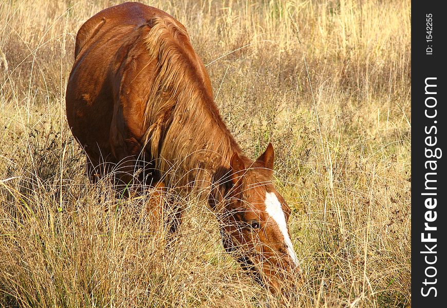 Brown horse with white spot in meadow landscape.