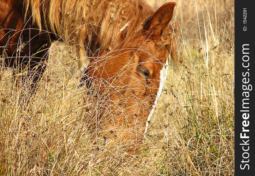 Wild horse detail in meadow landscape.