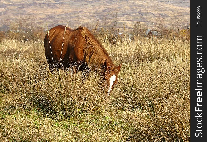 Brown horse with white spot in meadow landscape.