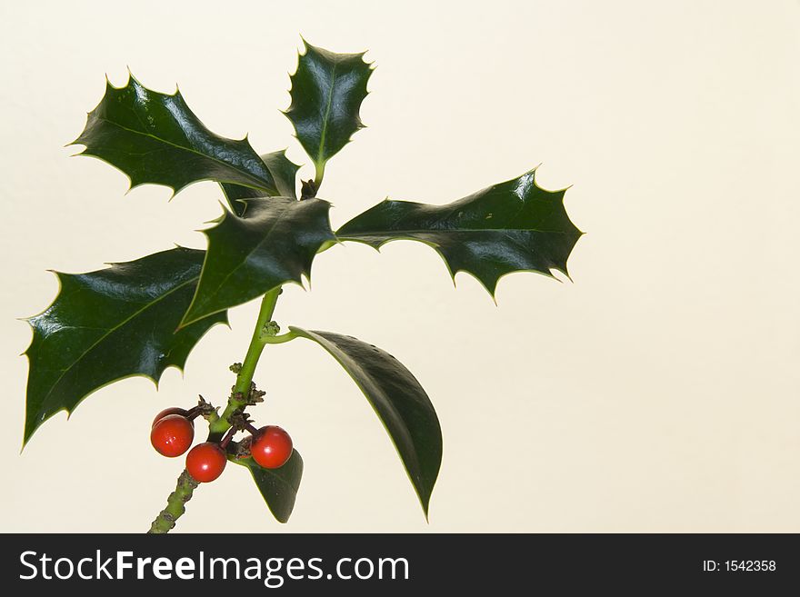 A branch of holly with some leaves and some berries. A branch of holly with some leaves and some berries