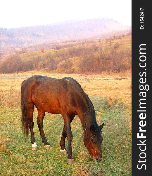 Dark brown horse in meadow landscape.