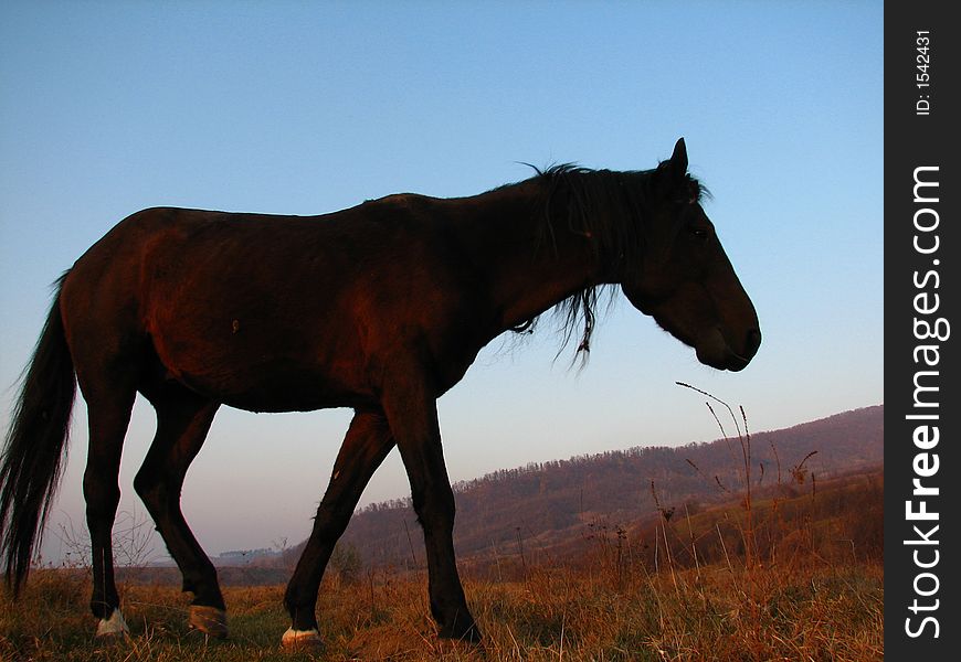 Dark brown horse silhouette in meadow landscape. Dark brown horse silhouette in meadow landscape.