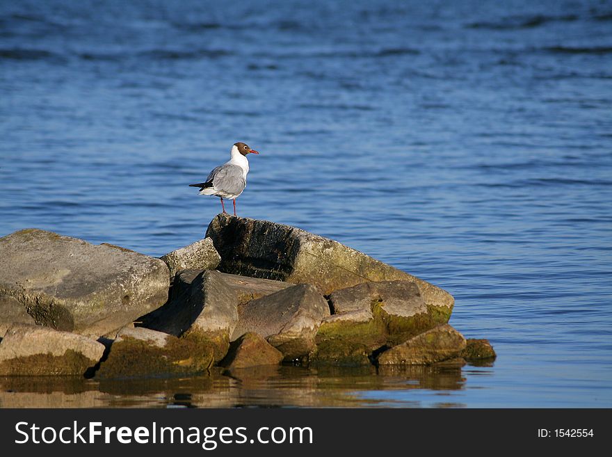 A gull on the rocks