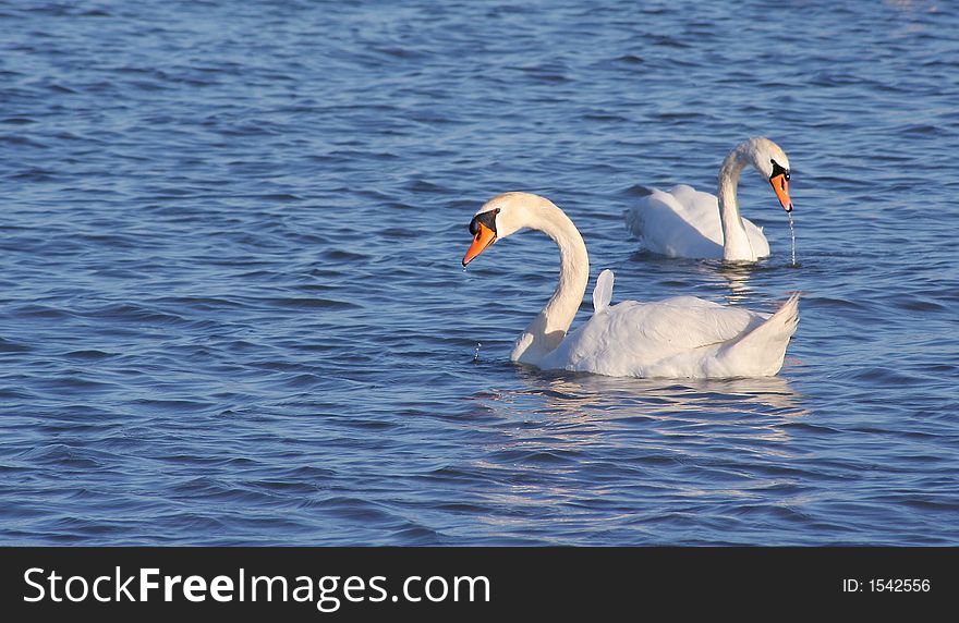 2 beautiful swan swimming in nice blue water