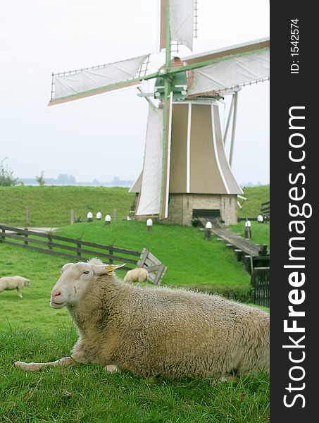 Dutch landcape, a sheep and a windmill in the background. Dutch landcape, a sheep and a windmill in the background