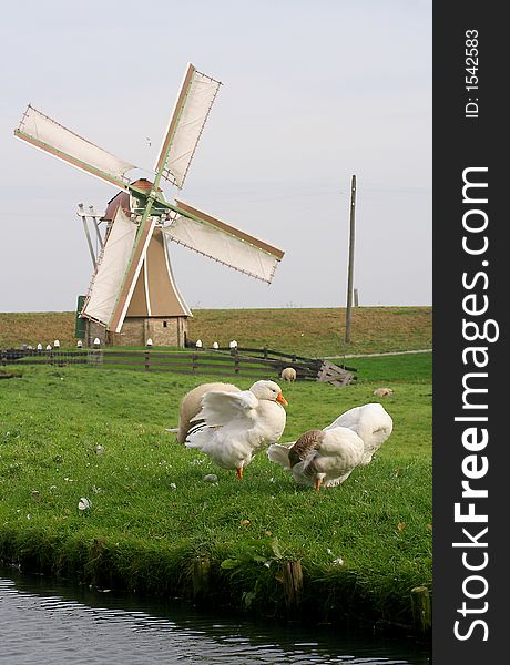 Dutch landcape, a goose and a windmill in the background. Dutch landcape, a goose and a windmill in the background