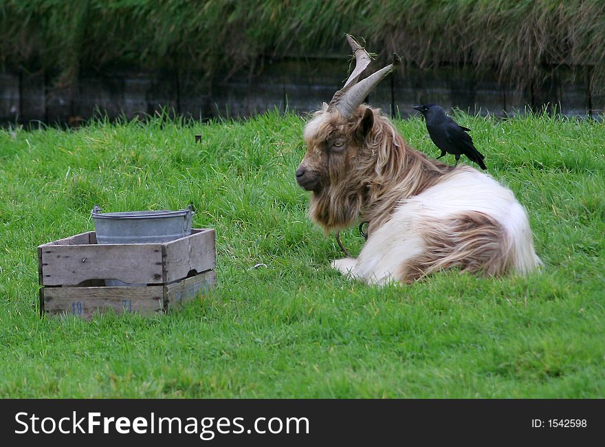 A goat with a beard and a bird on his back. A goat with a beard and a bird on his back