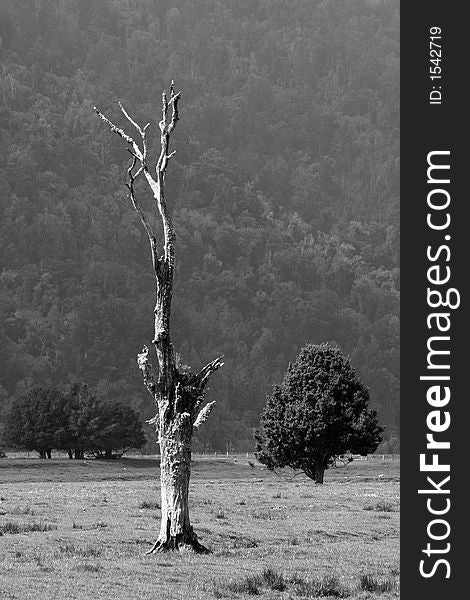 A black and white picture of a dead tree taken near Lake Matheson, New Zealand.