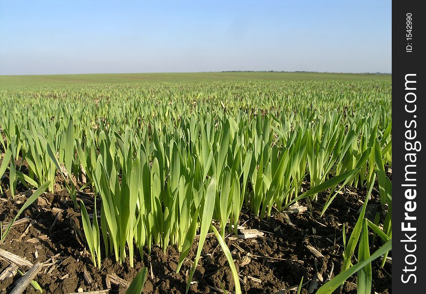 Long blades of green wheat grass in early Spring