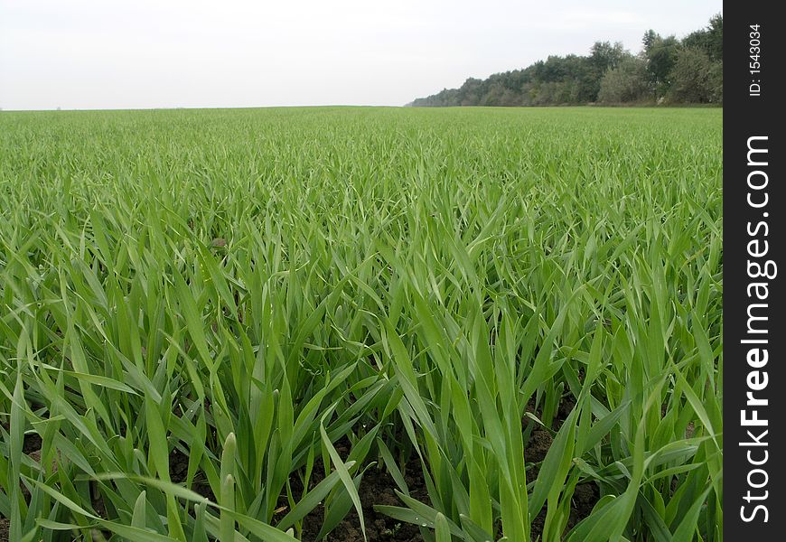 Long blades of green wheat grass in early Spring