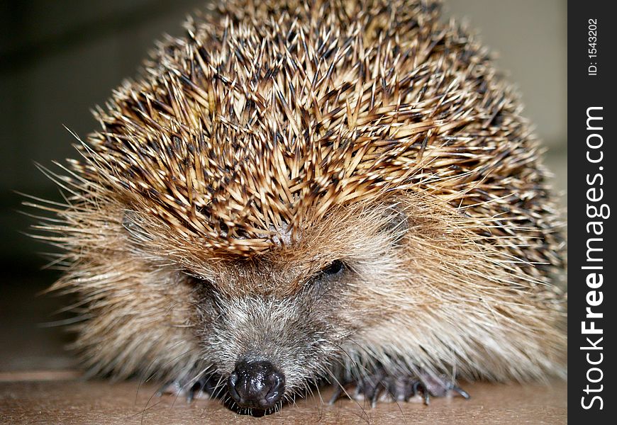 Big furious hedgehog looking at you