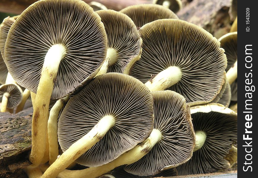 A pile of common button mushrooms