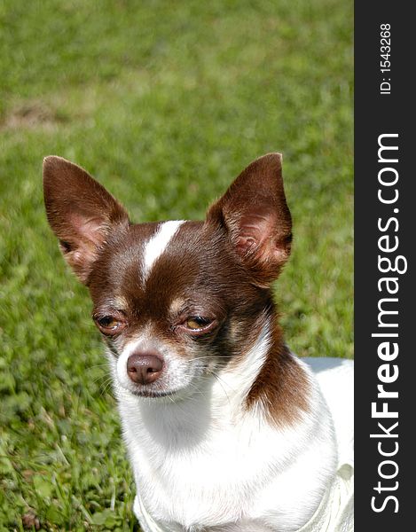 Detail of chihuahua in the grass