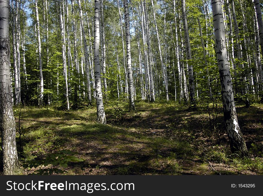 Czech forest with green trees and blue sky