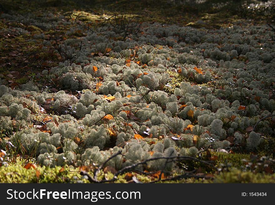 Autumn sunny forest with leaves fallen to the moss. Autumn sunny forest with leaves fallen to the moss.