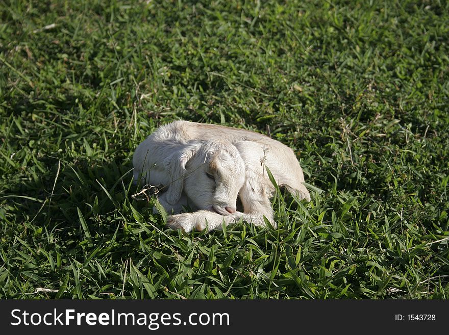 White newborn kid goat sleeping on the green grass. White newborn kid goat sleeping on the green grass