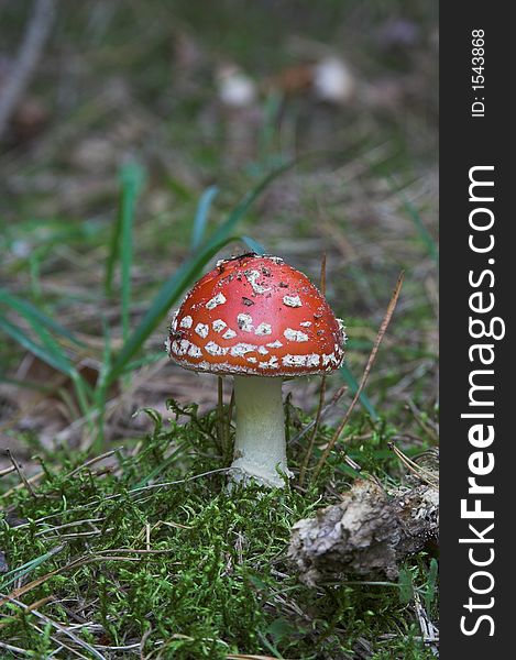 A young toadstool in a forest.