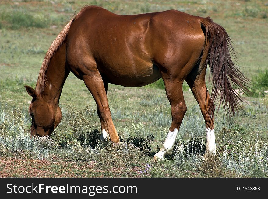 Grazing American Quarter Horse in a field